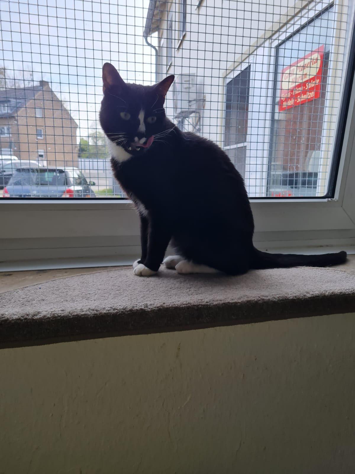 Katze am gesicherten Fenster