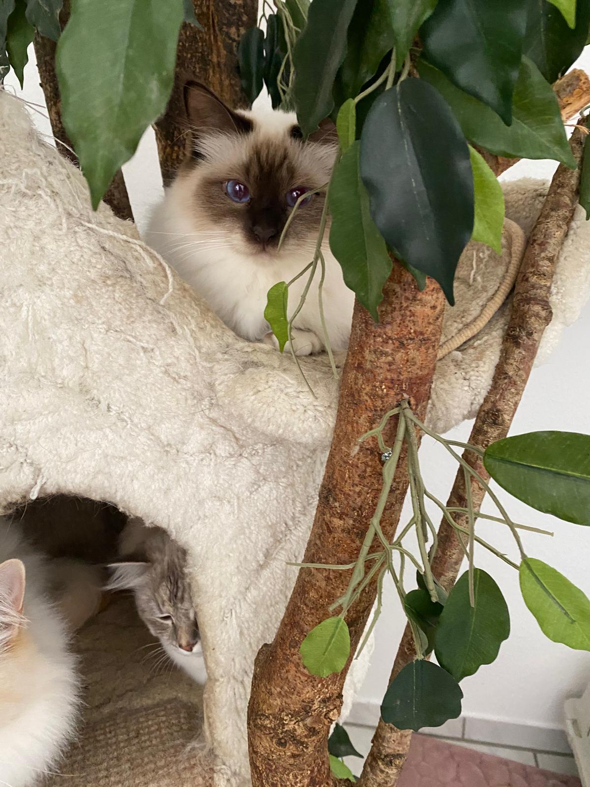 Katzen beim gemeinsamen Fressen