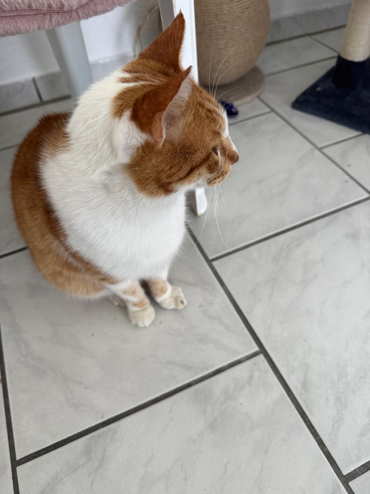 Zwei Katzen beim Spielen