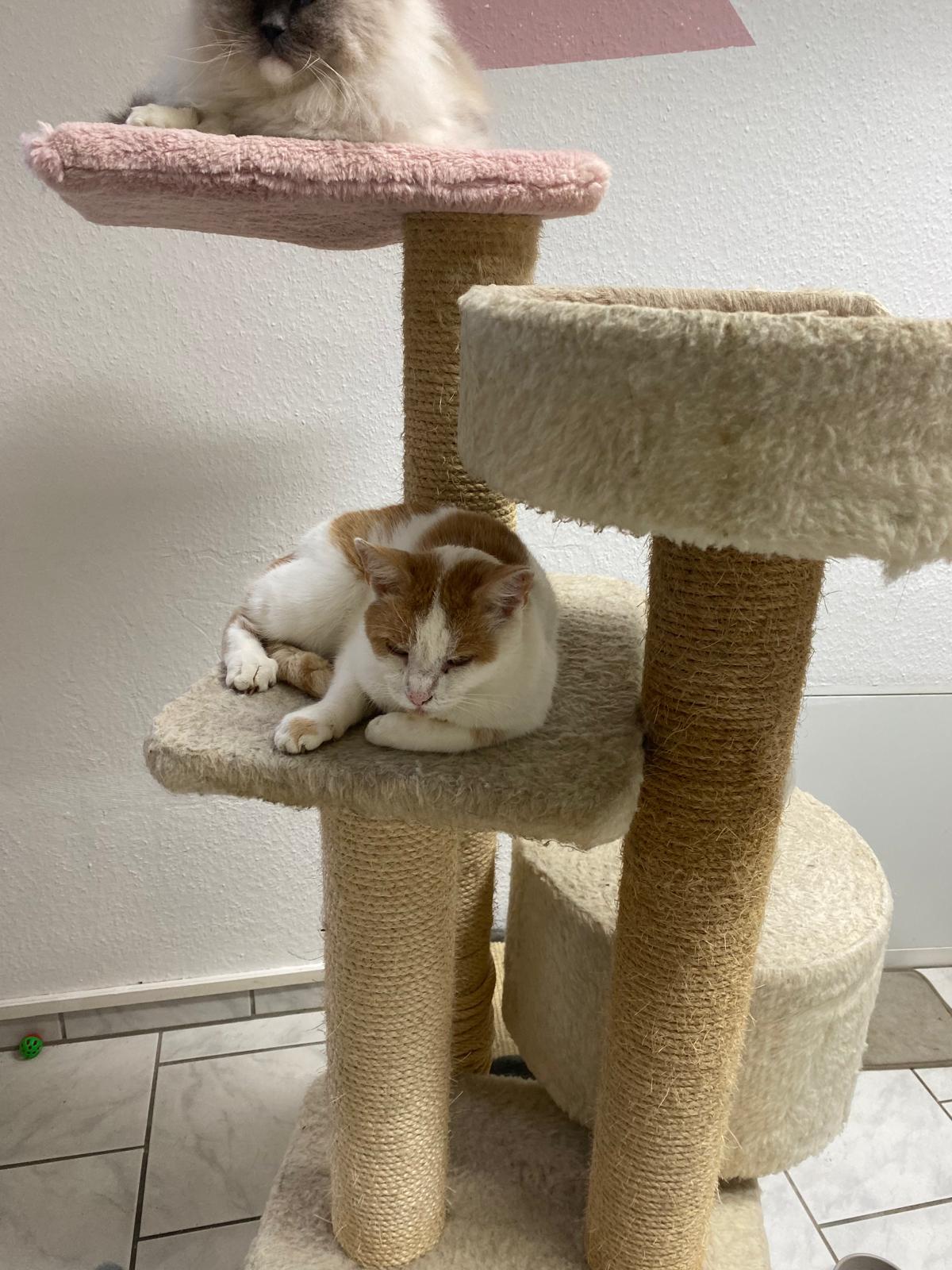 Katze entspannt auf Kissen